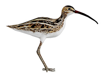 一只长嘴海鸟飞行动物3d模型 一只长嘴海鸟飞行动物