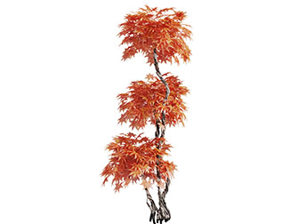 长满橙色树叶的枫树