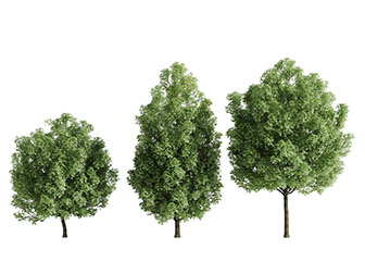 三棵挺拔的道旁树木