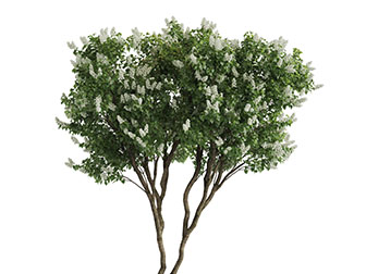 一棵开着白色花朵的景观树木