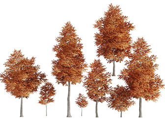 秋季长满黄树叶的景观树木