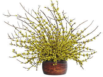 实木花盆迎春花盆栽植物