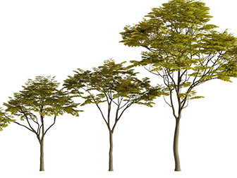 细小树叶的景观树木