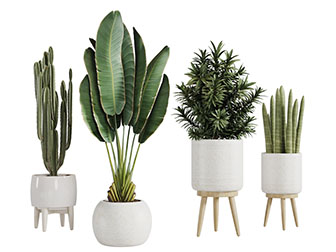 白色陶瓷花盆大叶盆栽植物