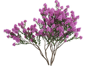 开满红色碎花的景观树木