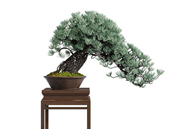 中式松树盆景盆栽