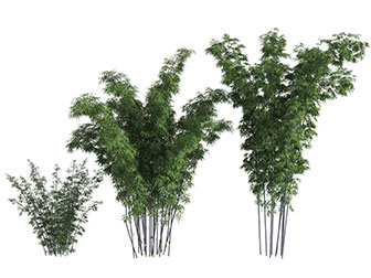 长得茂盛的竹子