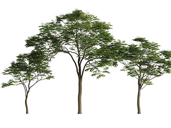 三棵不同高度的大树