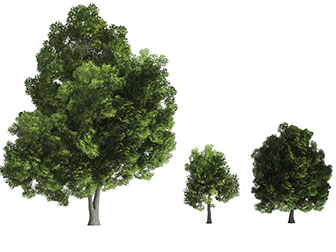 枝叶茂盛的大树