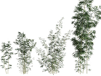 几丛大小不等的竹子