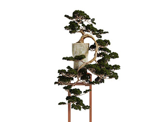 中式松树盆景盆栽