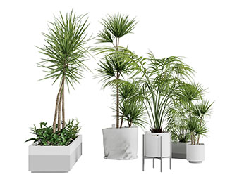 现代长方形花盆盆栽植物