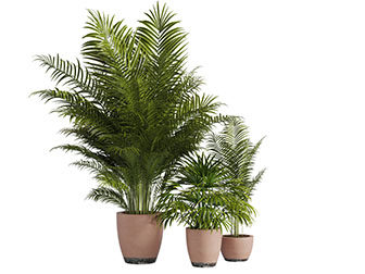 现代大棵凤尾竹盆栽植物