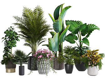 现代花盆盆栽植物