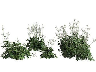 现代开着白色花朵的花草植物