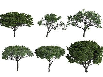 生长在路旁的树木