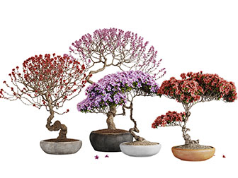 新中式盆景盆栽