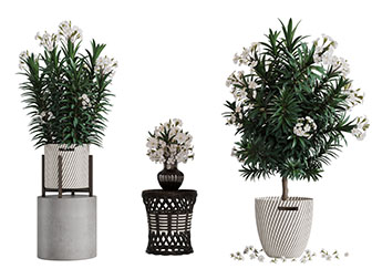 种在花盆里的夹竹桃盆栽植物