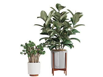 北欧花盆盆栽植物