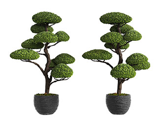 种在花盆里的树盆景盆栽