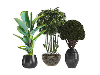 黑色陶瓷花盆盆栽植物