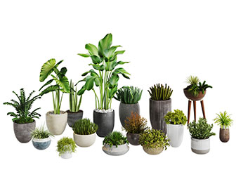 水泥花盆盆栽植物