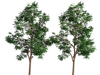 一颗高耸的大树