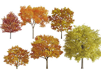 长满黄色树叶的两棵树