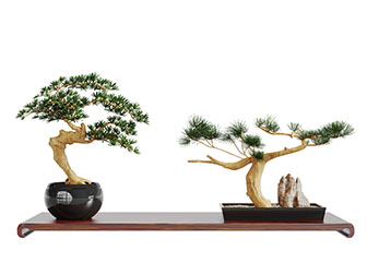 中式松树盆景盆栽