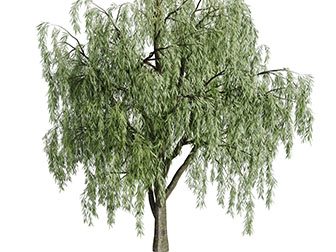 一颗生长茂盛的垂柳树