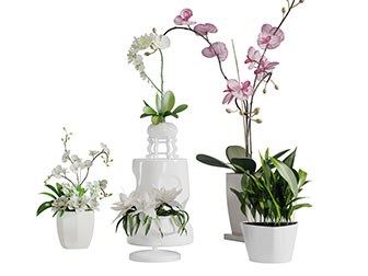 中式白色陶瓷花盆盆栽植物