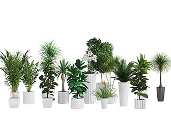 现代白色陶瓷花盆盆栽植物