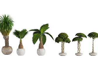 现代花盆植物盆栽