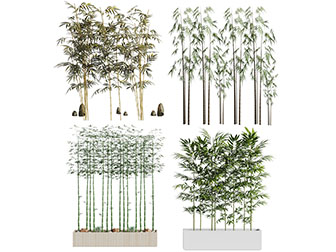 种在花盆里的竹子