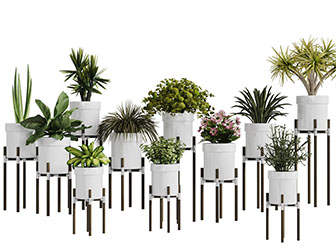 在花架上的白色花盆盆栽植物