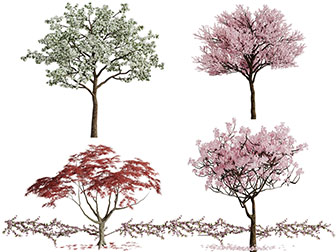 开满粉色花朵的景观树木