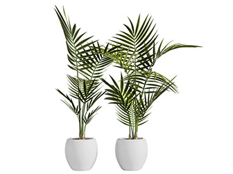 现代白色陶瓷花盆盆栽植物