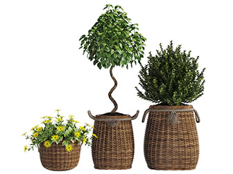 藤编花盆盆栽植物