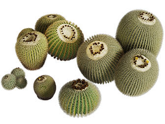 大小不同的仙人球多肉植物