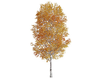 长满黄色树叶的大树