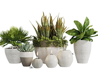 现代陶瓷花盆盆栽植物