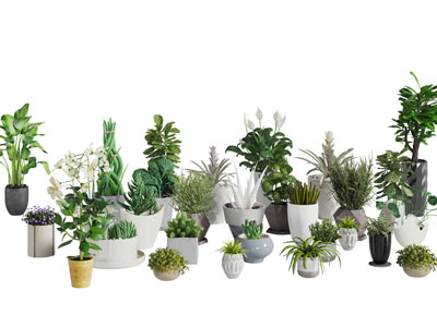 现代陶瓷花盆盆栽植物