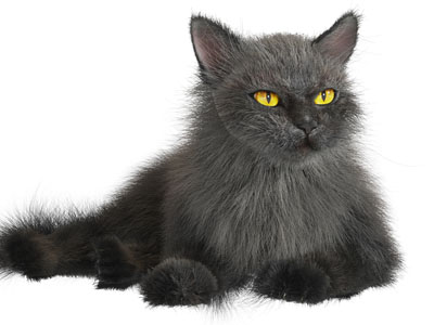 一只黑色的猫爬行动物