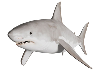 一条鲨鱼水生动物
