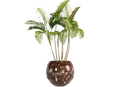 木刻圆形花盆盆栽植物