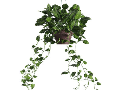 藤编花盆绿萝吊篮绿植3d模型 藤编花盆绿萝吊篮绿植
