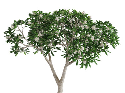 开着白花的果树