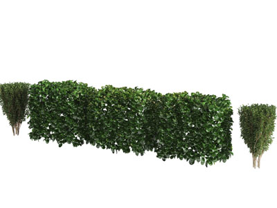 长方形景观灌木丛