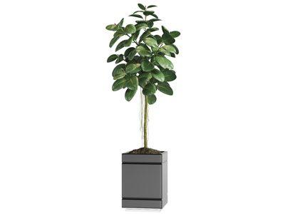 黑色方形花盆盆栽植物