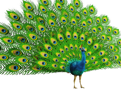 一只开屏的孔雀爬行动物